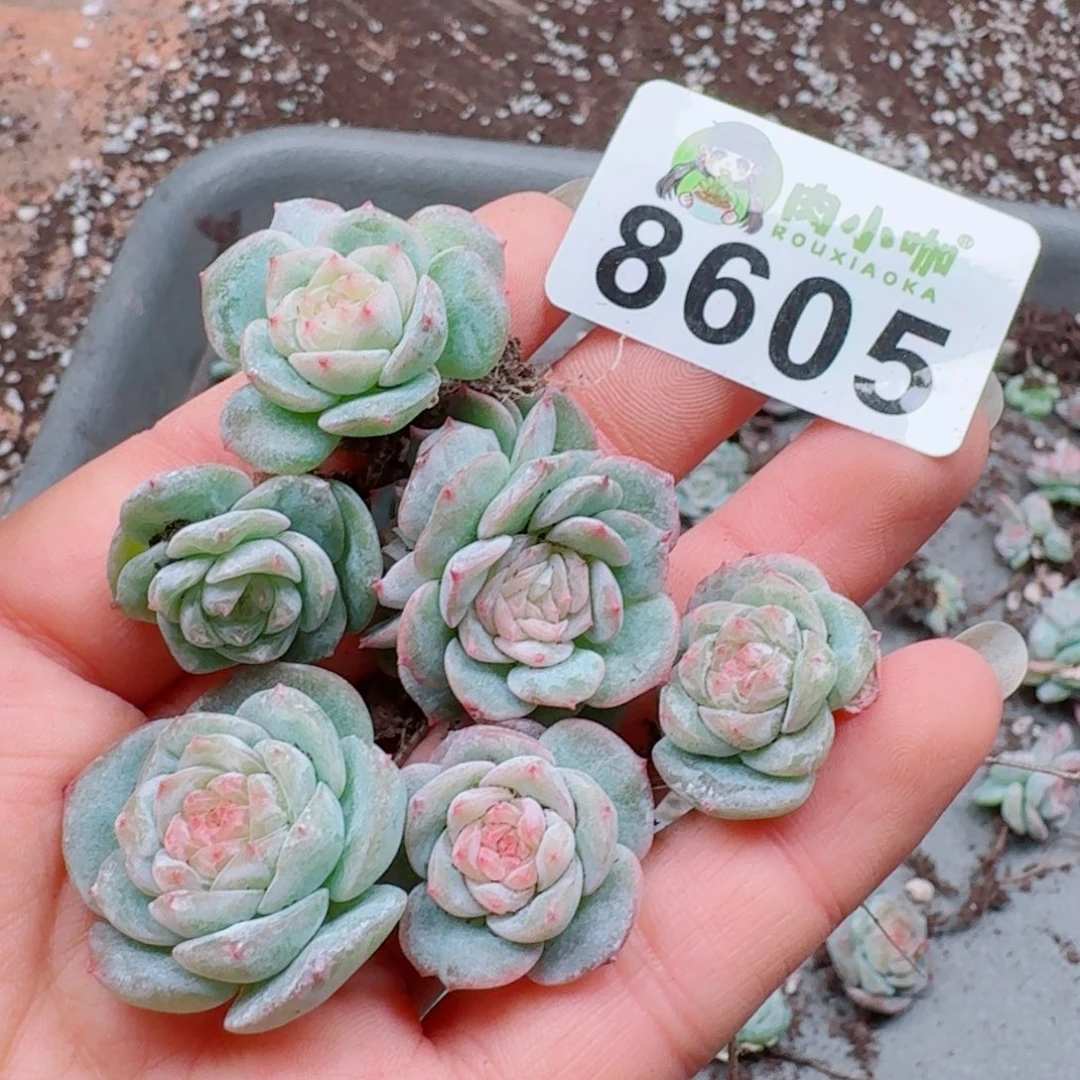 多肉植物多肉植物