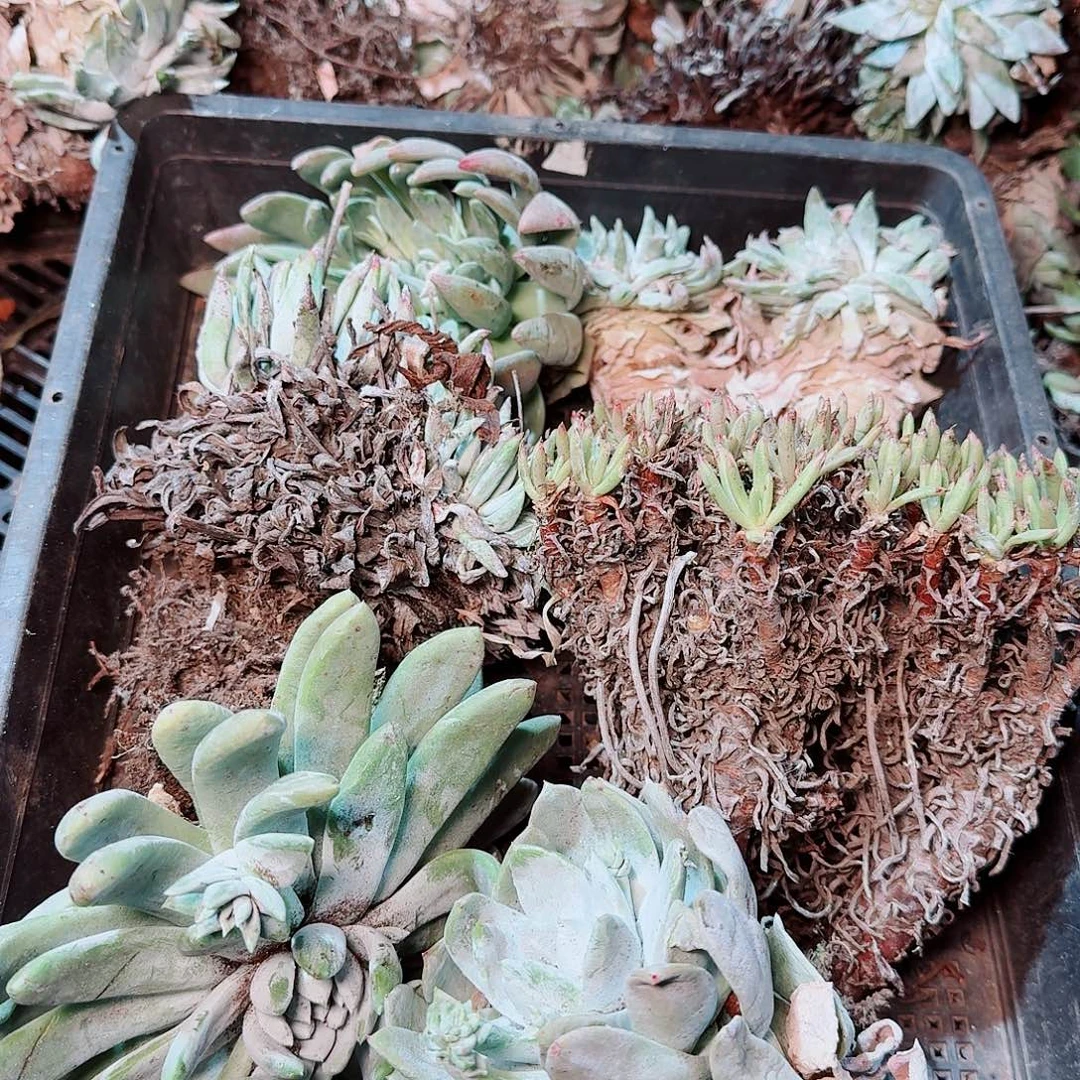 1791瑕疵框拍不售后