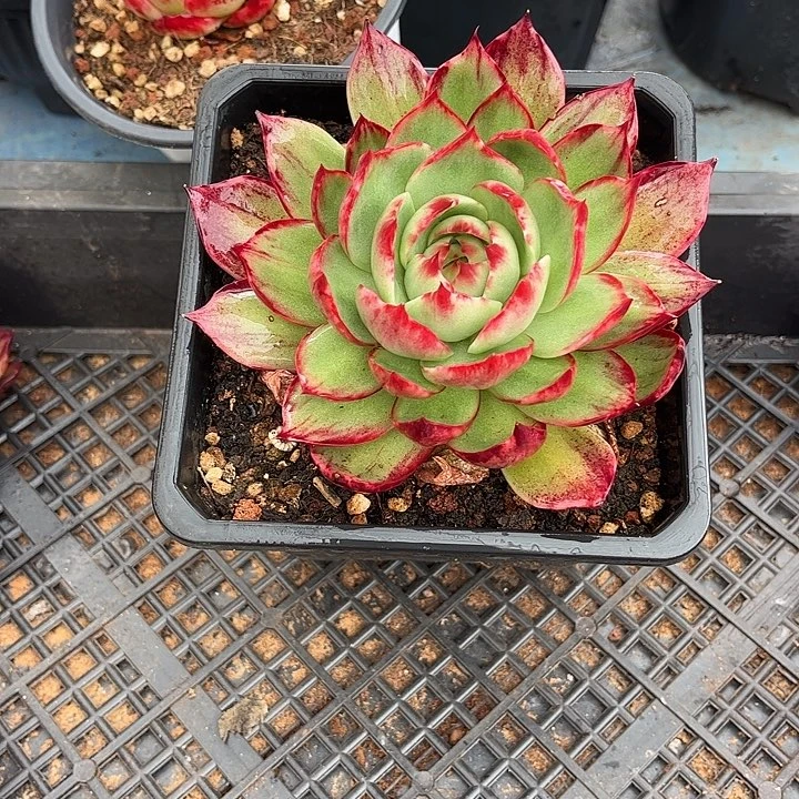 惊鸿仙子多肉植物4508