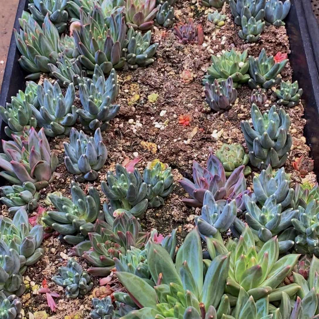 十*155多肉植物保护研究所所长