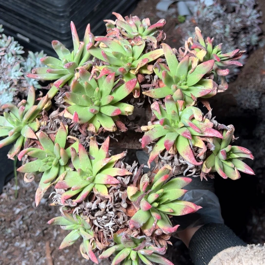 6261哈哈哈哈哈哈哈