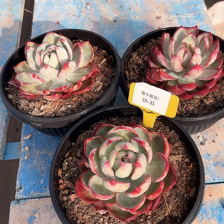 19.35惊鸿一个脱土