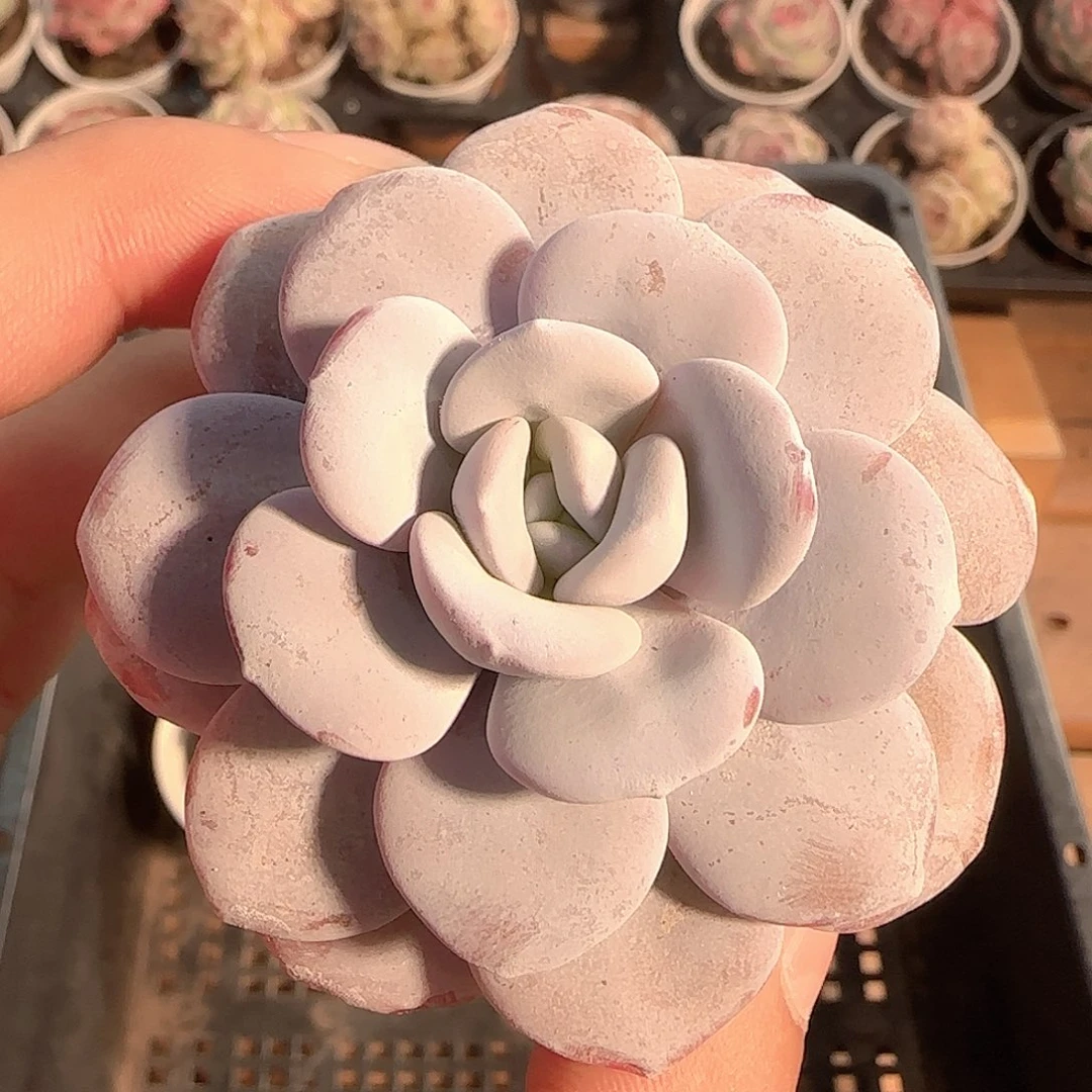 多肉1130-164雪莲