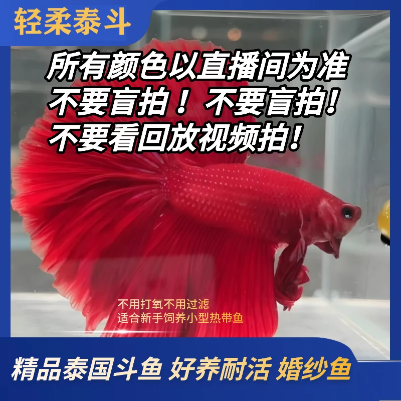 直播选号271-360号精品泰国斗鱼小型热带观赏鱼耐活