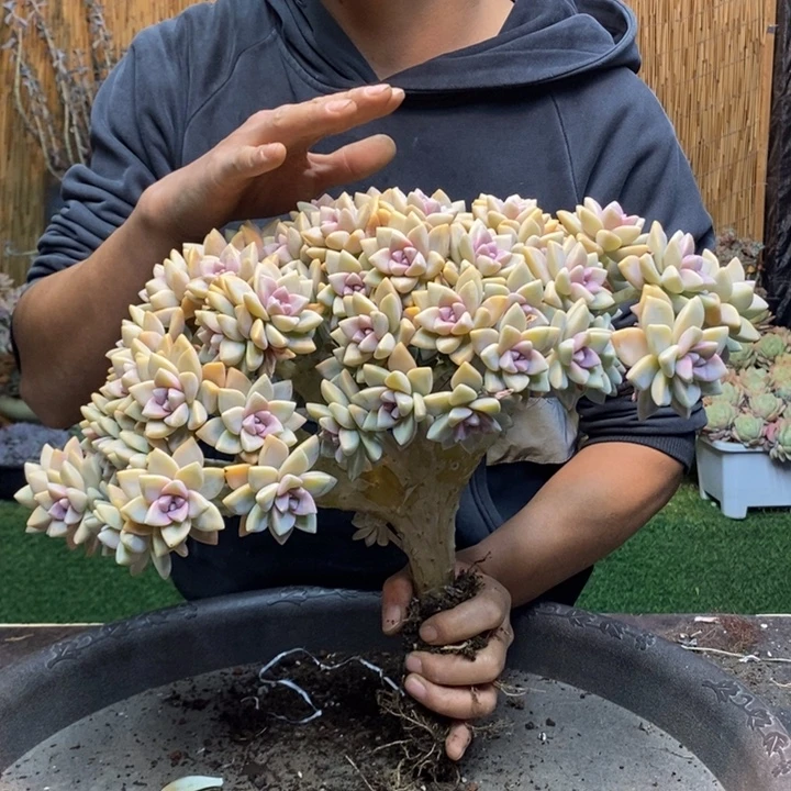 你***了189 号淡雪多肉植物