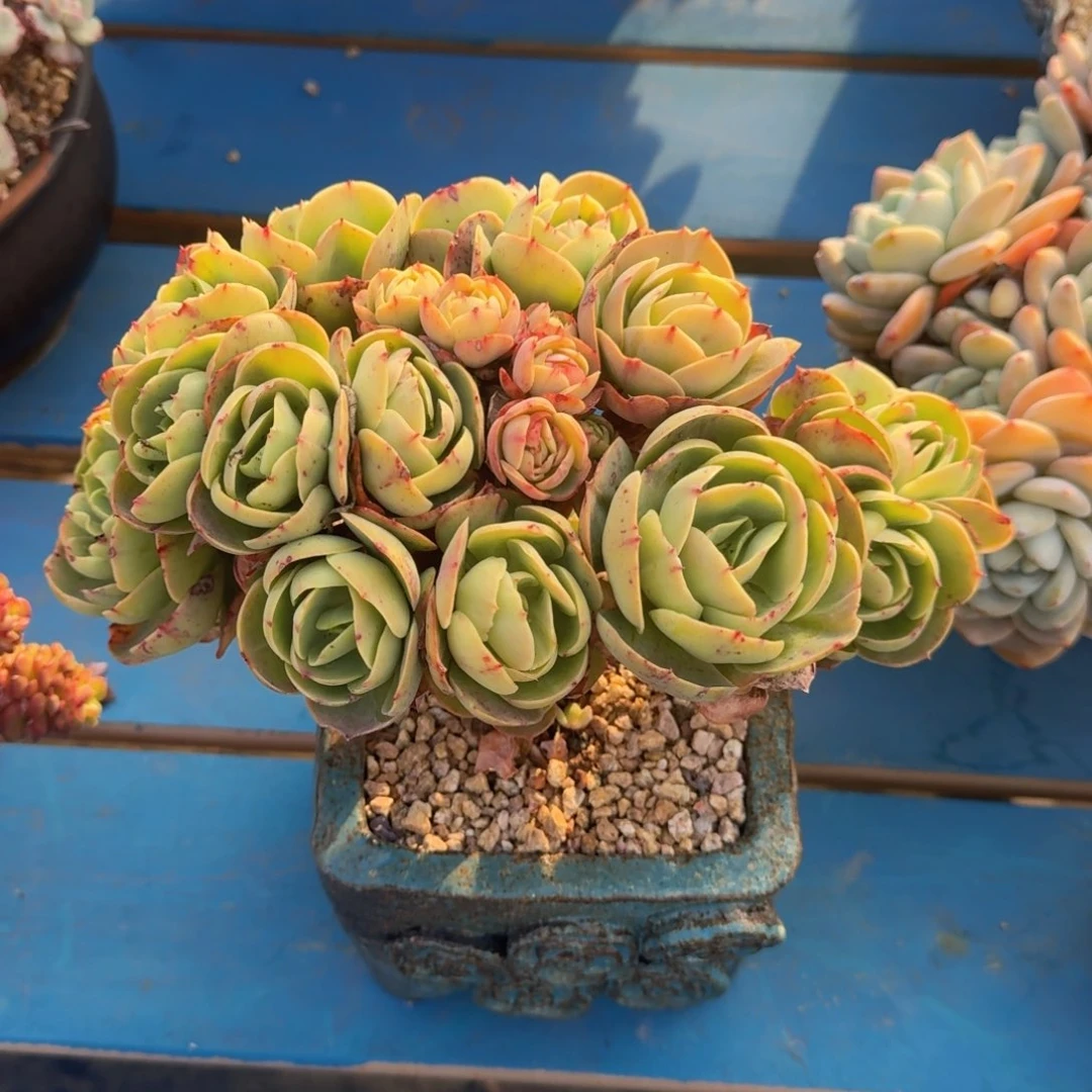 碧桃朵朵缀老桩一物一拍