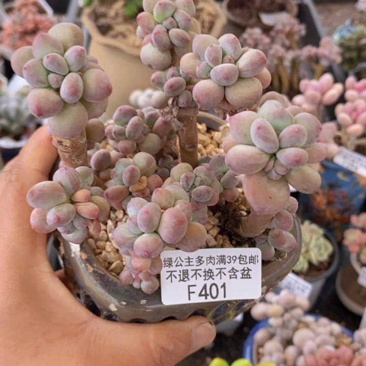 苹果奶10cm401多肉植物