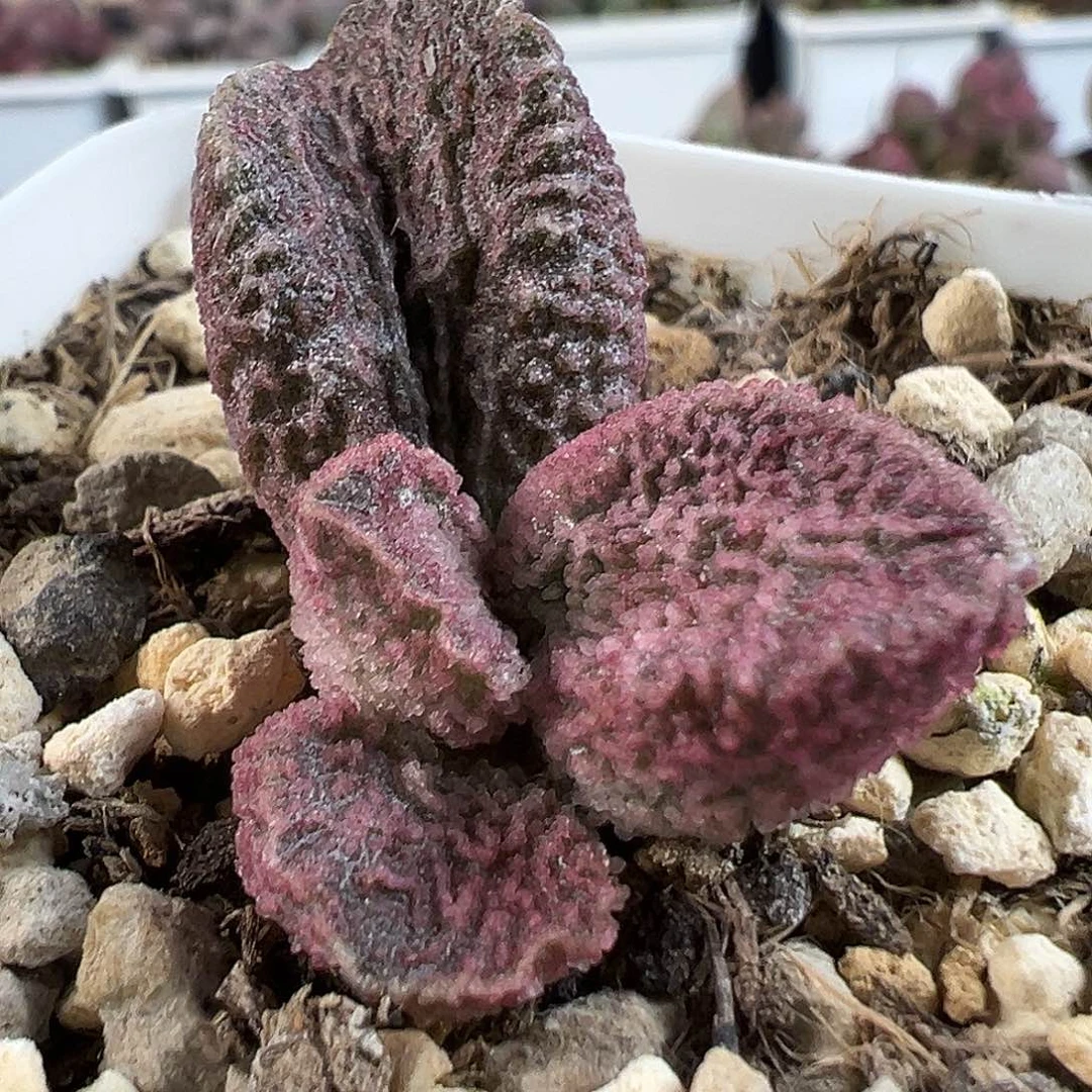 实生新品多肉水泡植物