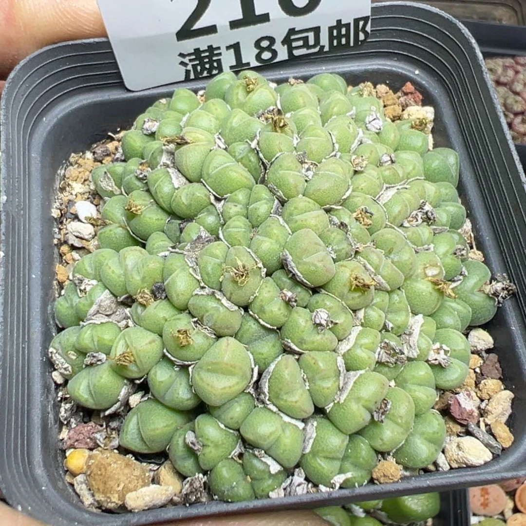 【闪购商品】 210。