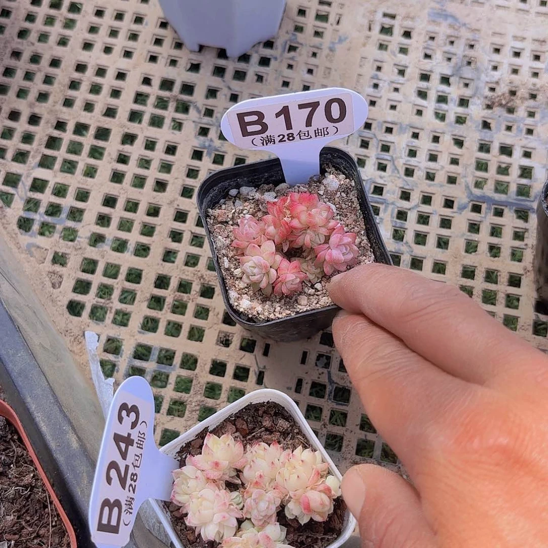 B170女王麦秆一物一拍