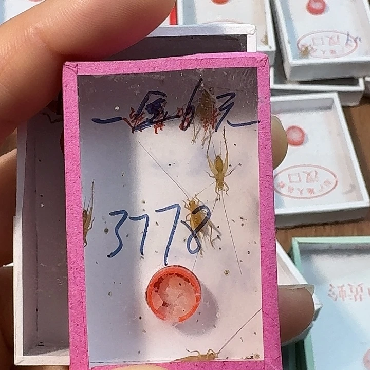 用***6蟋蟀蝈蝈我在外面吃饭呢