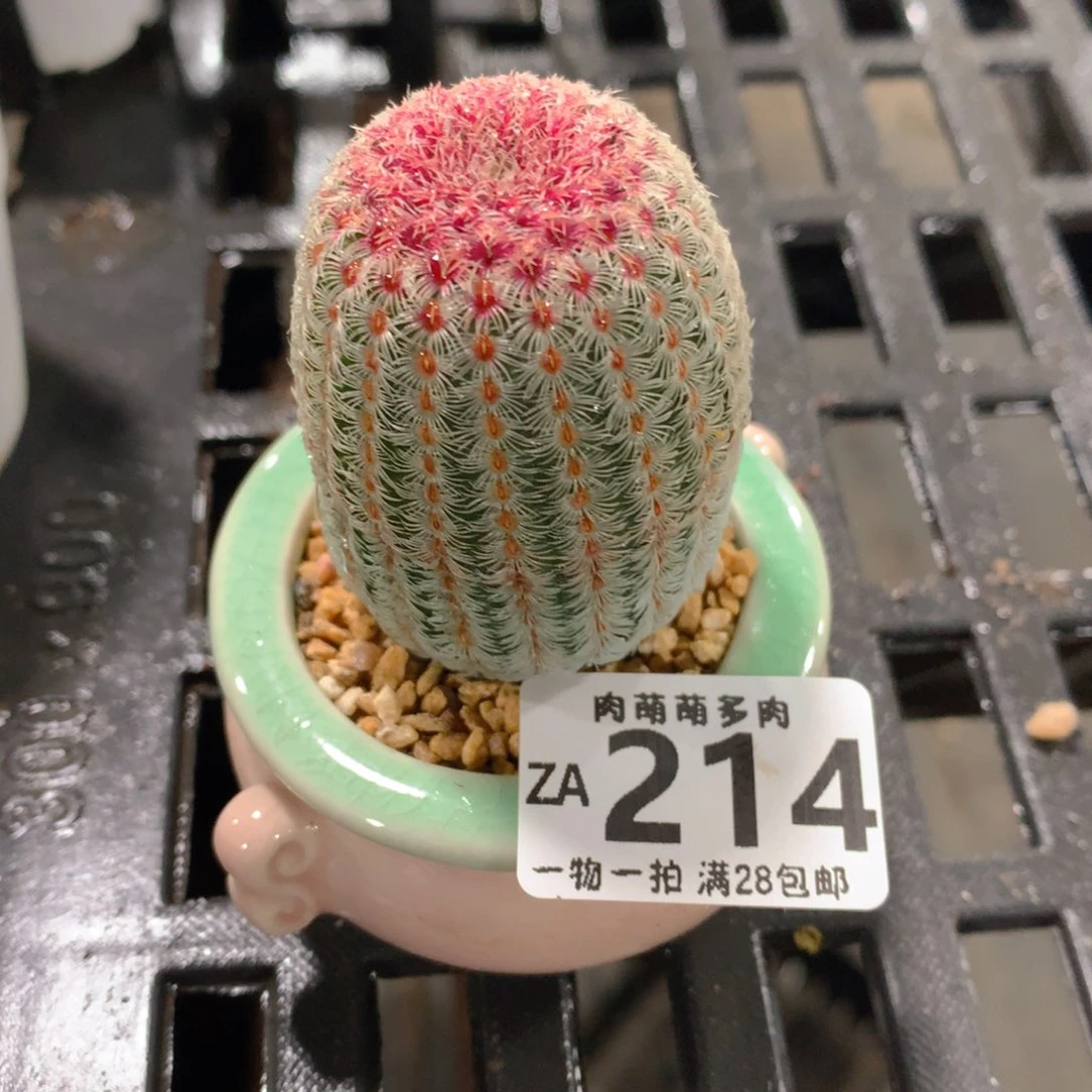 肉萌萌拇指盆精控多肉ZA214