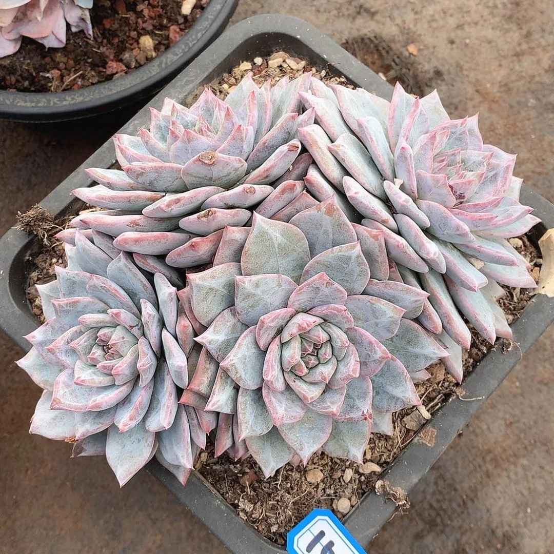 152蓝鸟一物一拍多肉