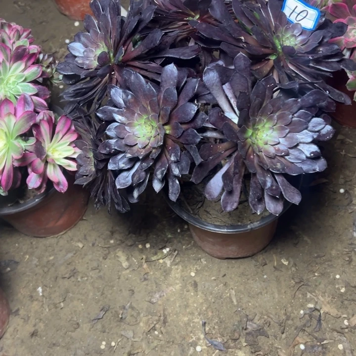 多肉植物黑铜法师10