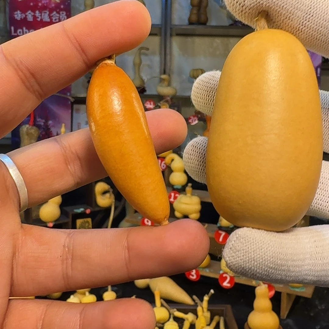 ****宁葫芦辣椒冬瓜葫芦定向