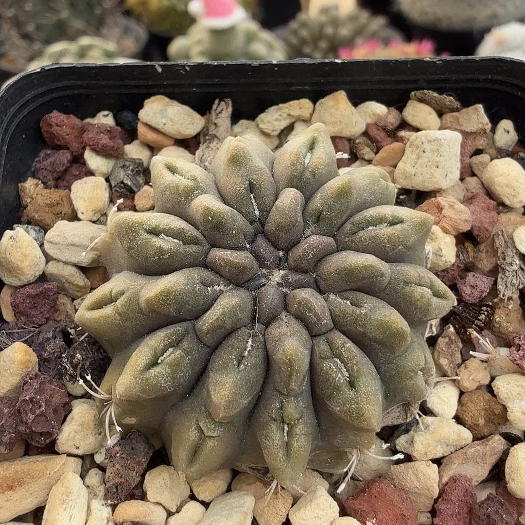 实生雷头脱土发货