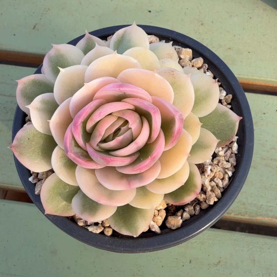 绿体昂锦上园艺一物一拍