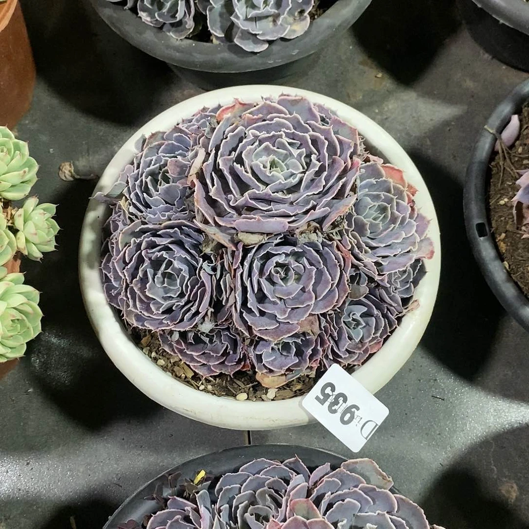 S****姥935沙漠之星多肉植物