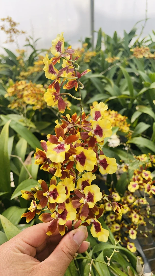 蝴蝶兰盆栽带花剑花卉植物室内好养四季开花