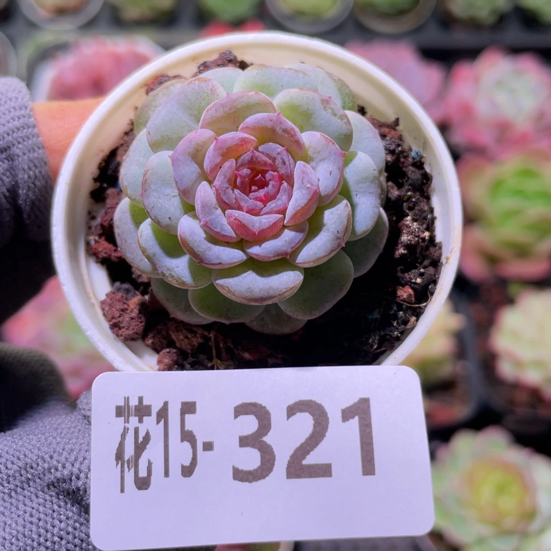 花利美15-321新品