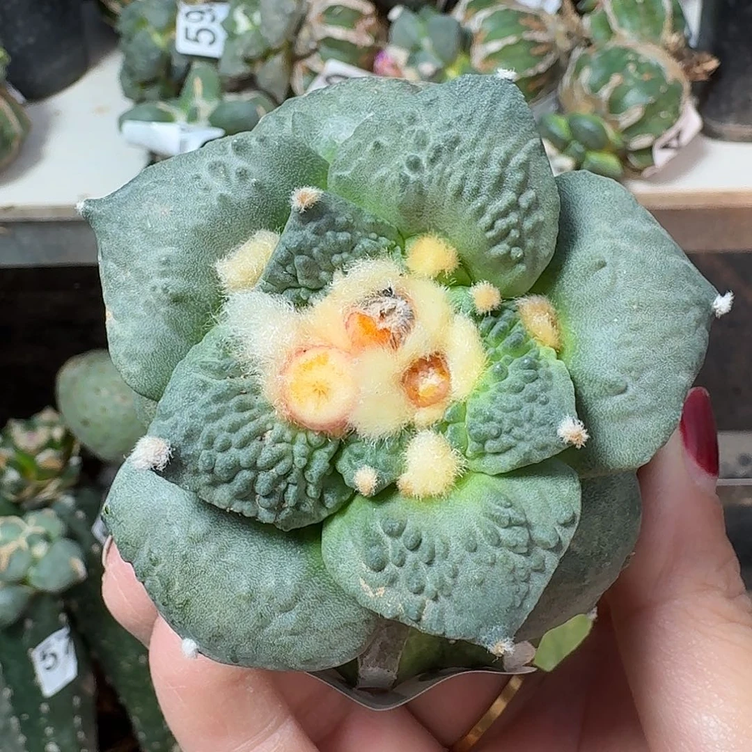 无花朵大尤怒涛649