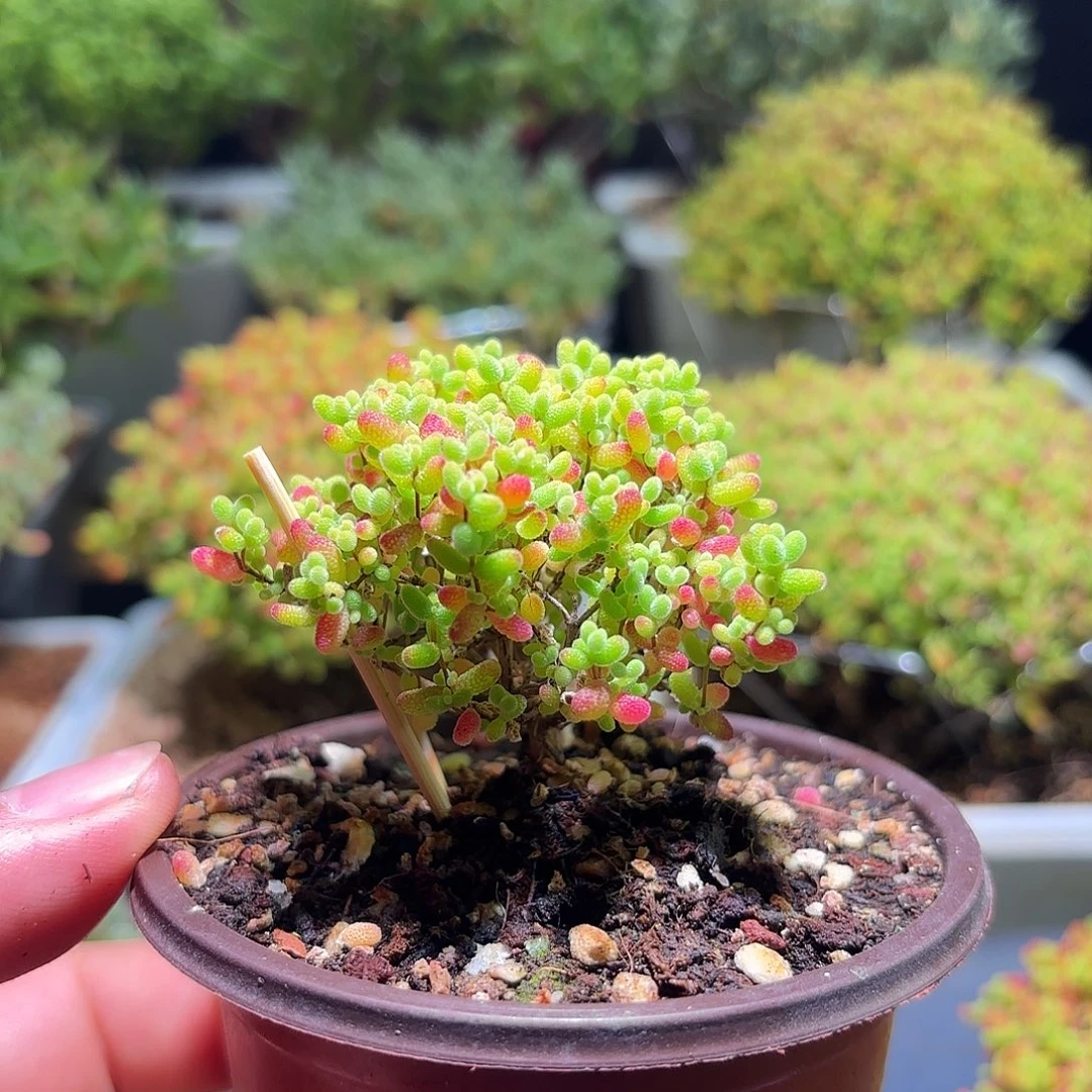 枝干番杏密橘糖球H467