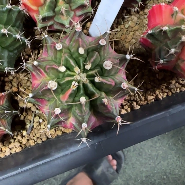 155-0118实生下播福利泰国发货多肉