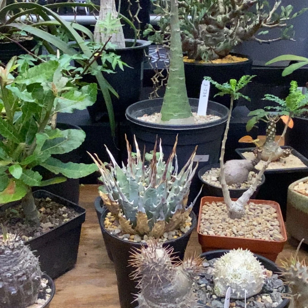 妖艳多肉植物盆栽