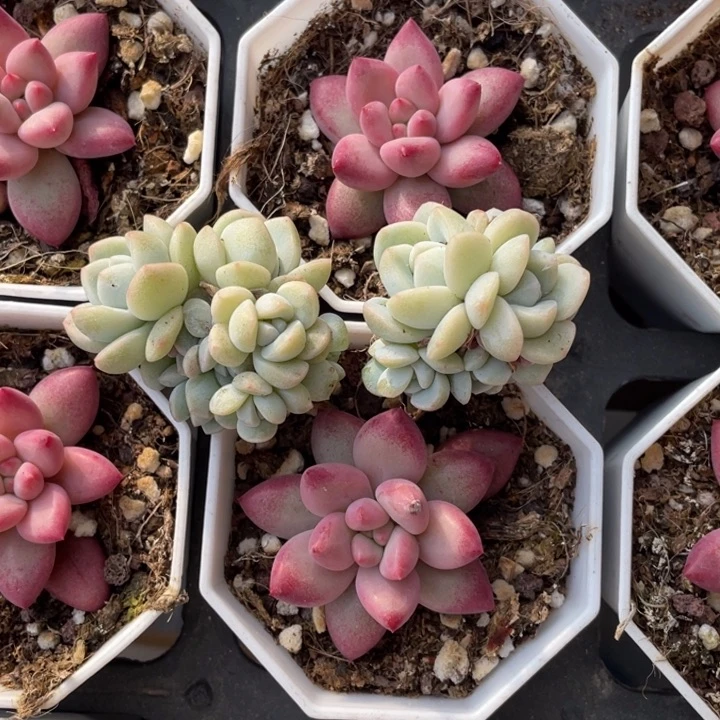 C***e冰玉6头➕8头穴苗专拍