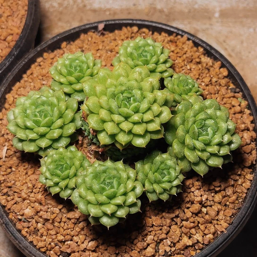 6-29-20灯泡珍妮手捧花