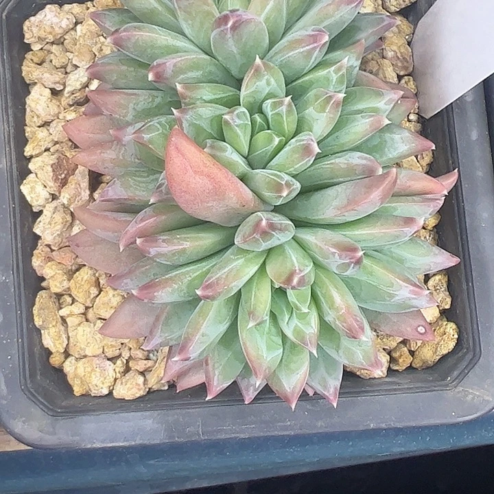 三头外翻叶幻影1111