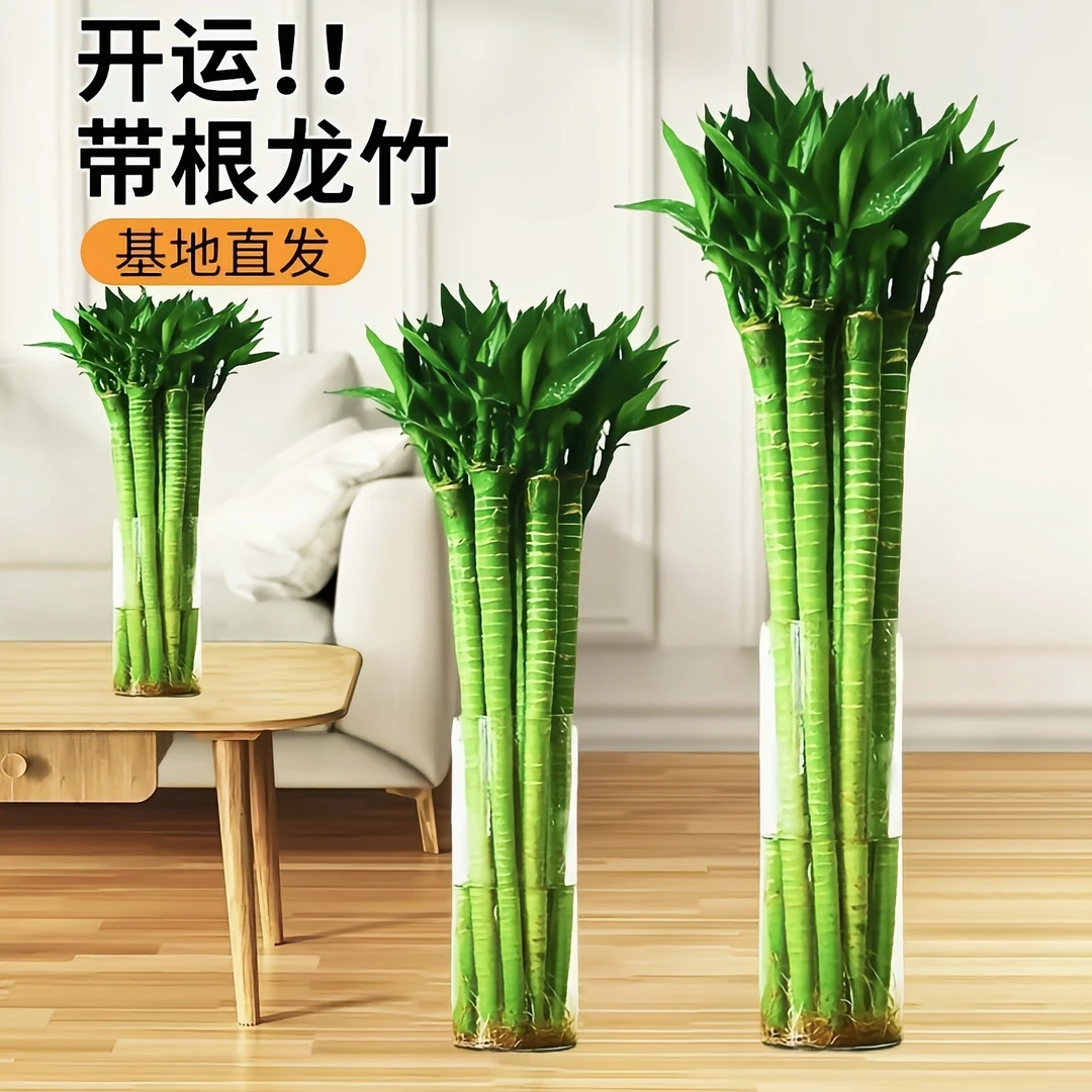 文昌竹龙竹带根4支水养财丁两旺节节高水培植物室内客厅