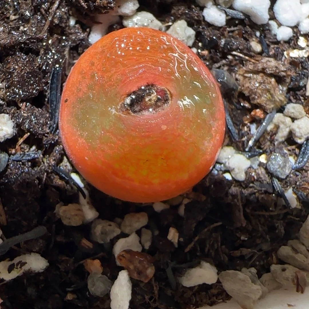 肉锥多肉植物百科-水蜜桃910