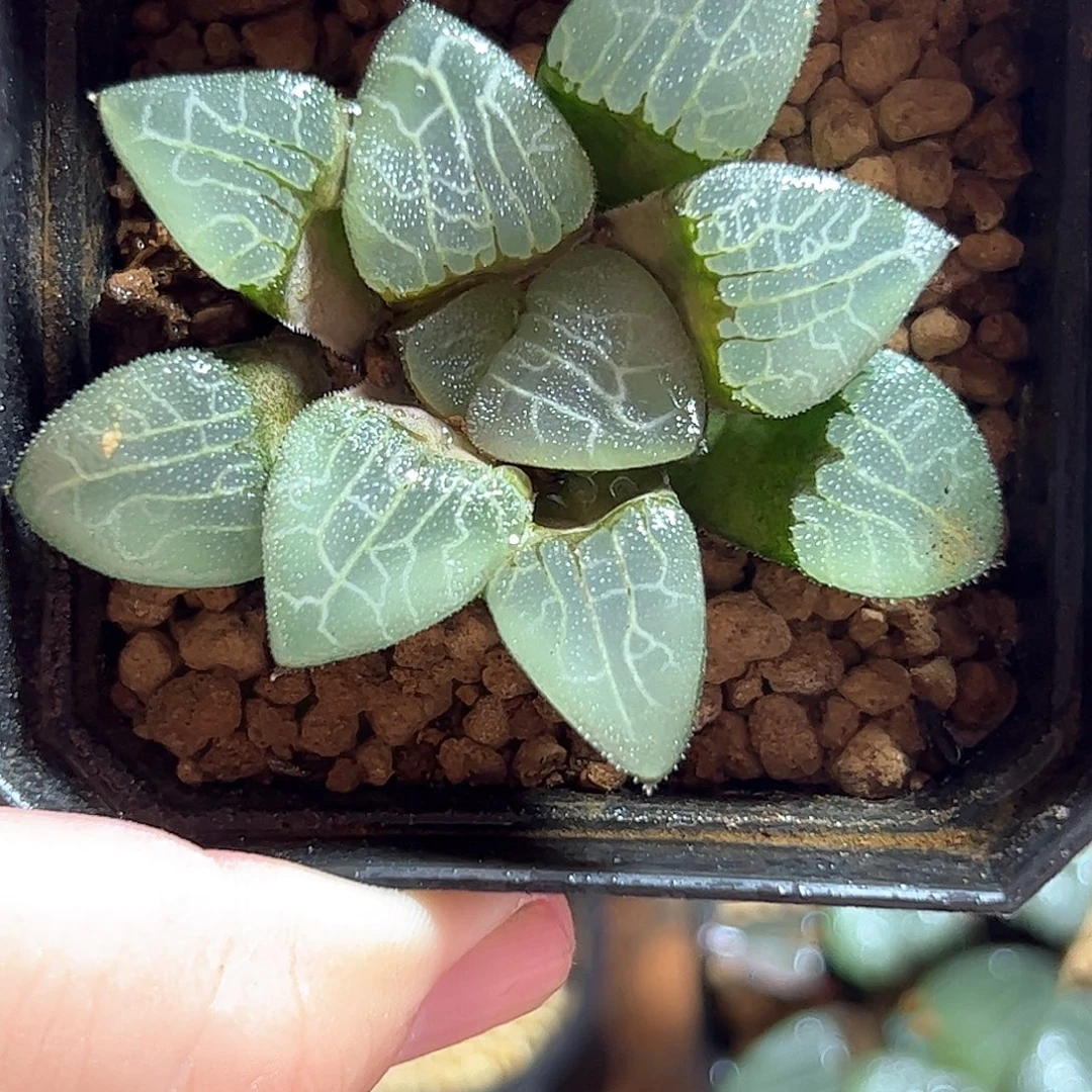 实生克十二卷多肉植物