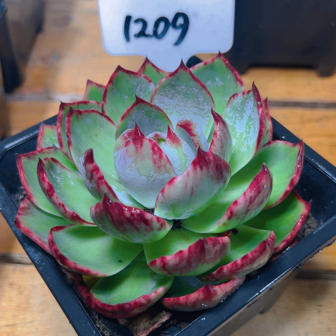 惊鸿仙子一物一拍1209号