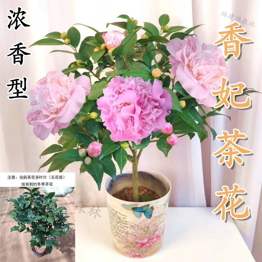 香妃山茶花树苗花卉圆筒盆植物室内外四季浓香型阳台好养