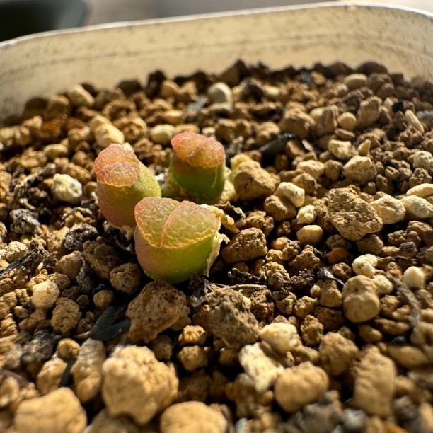 清欢专属特价超值风铃多肉