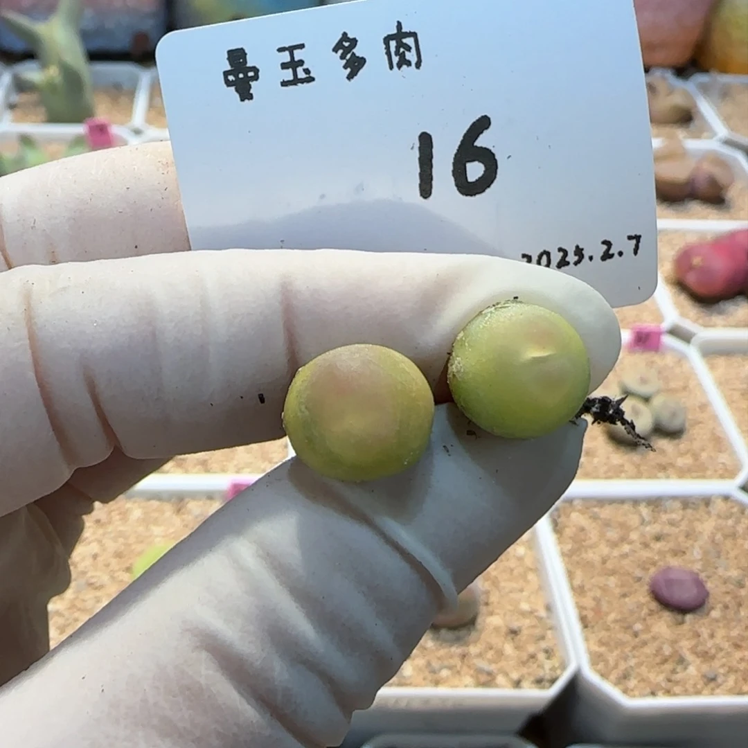 多肉多肉多肉2.7-016