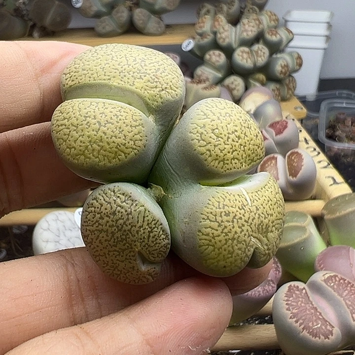 4099怪怪有伤福利清