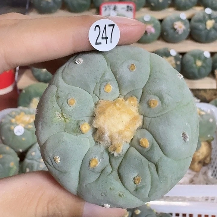 实蓝白皮园艺观赏植物