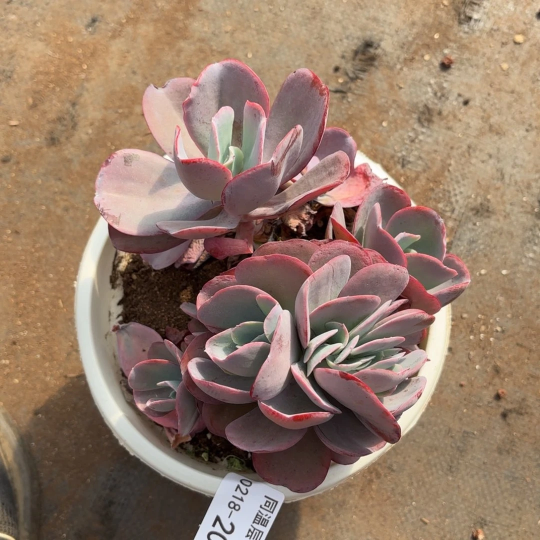 敏*同温层多肉207蓝玫瑰