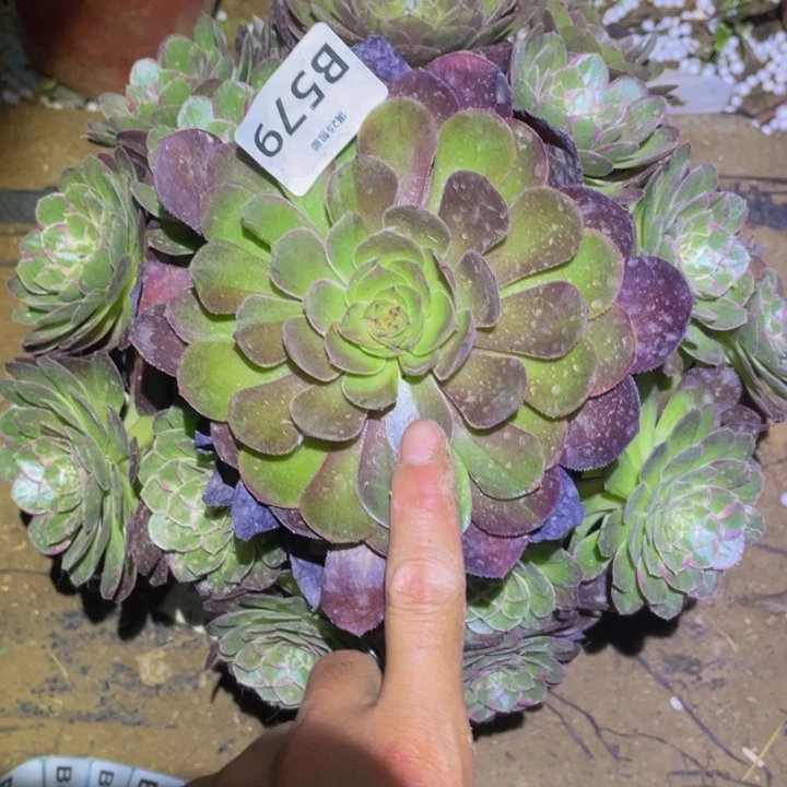 579万花筒多肉植物