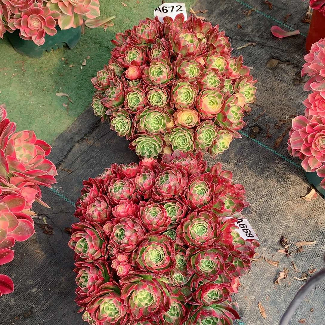 妈*李672.669.海仙朵朵多肉植物