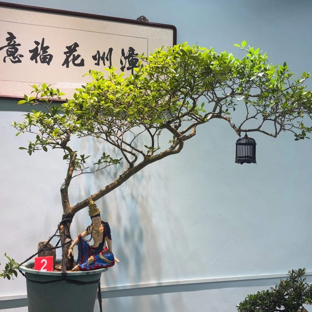无花朵海岛栀子花