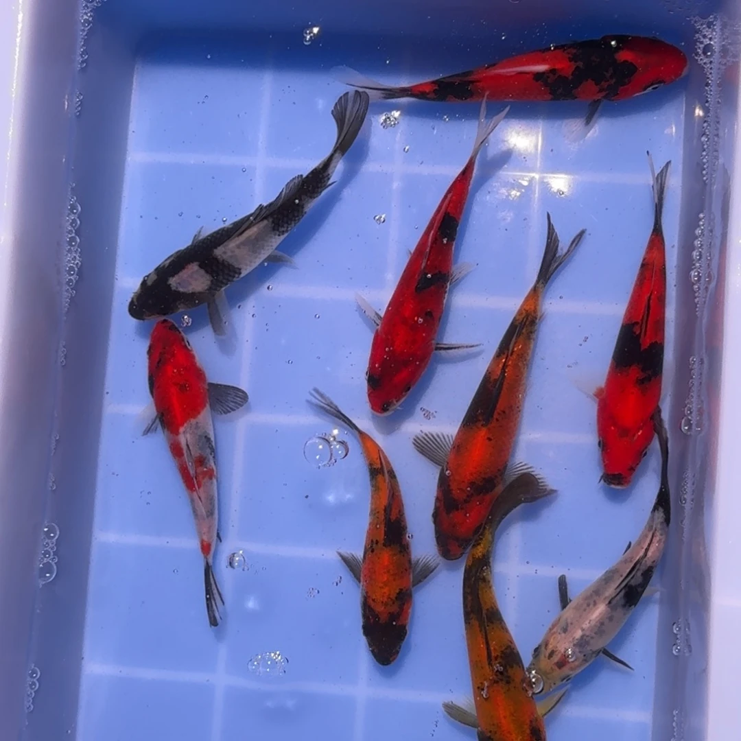 锦鲤精品锦鲤大放漏
