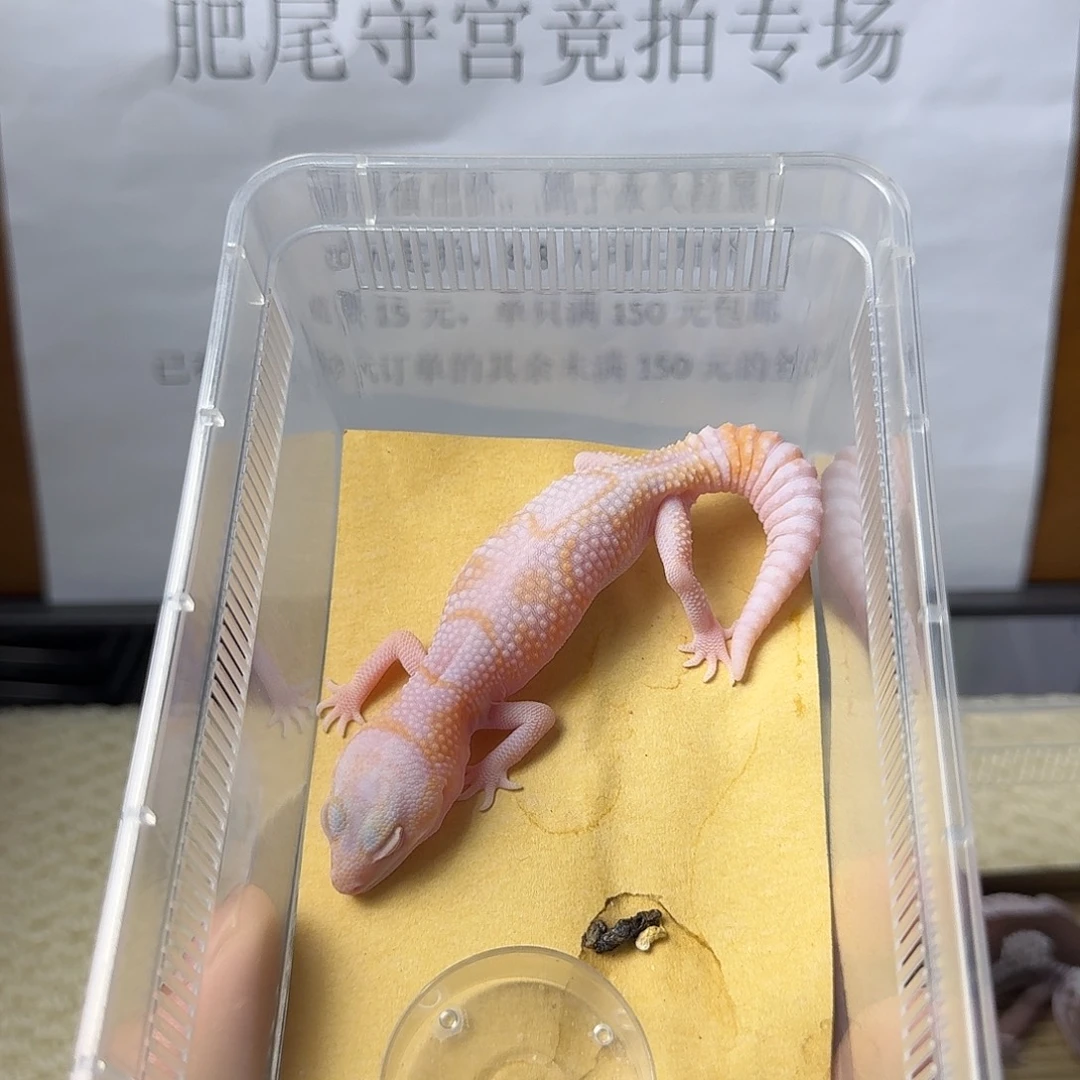 肥尾守宫花瓶 奶牛红眼 妹妹