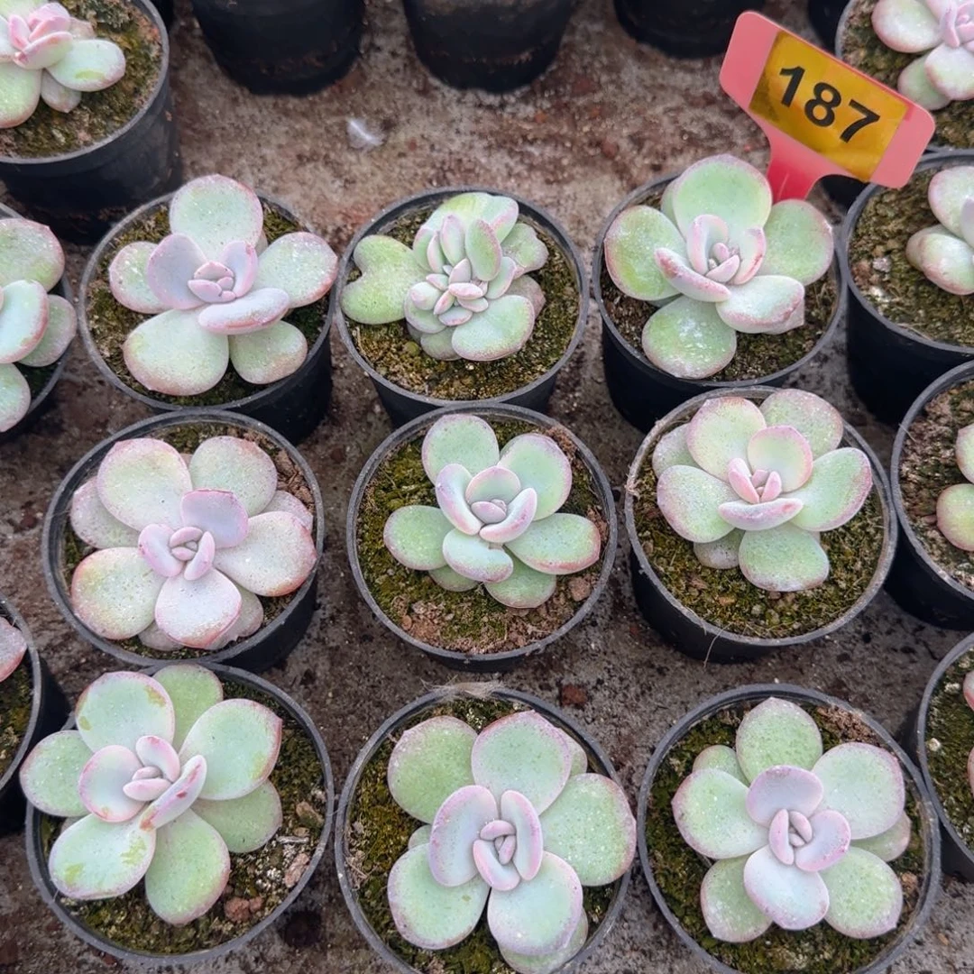 187奶茶9颗一组，8盆口