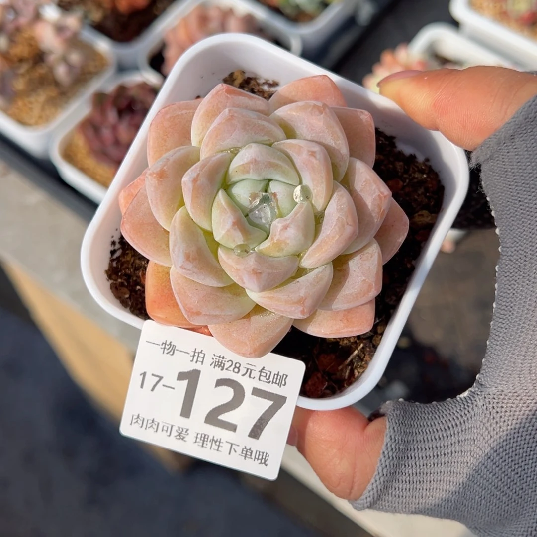 冰玉，多肉多肉多肉