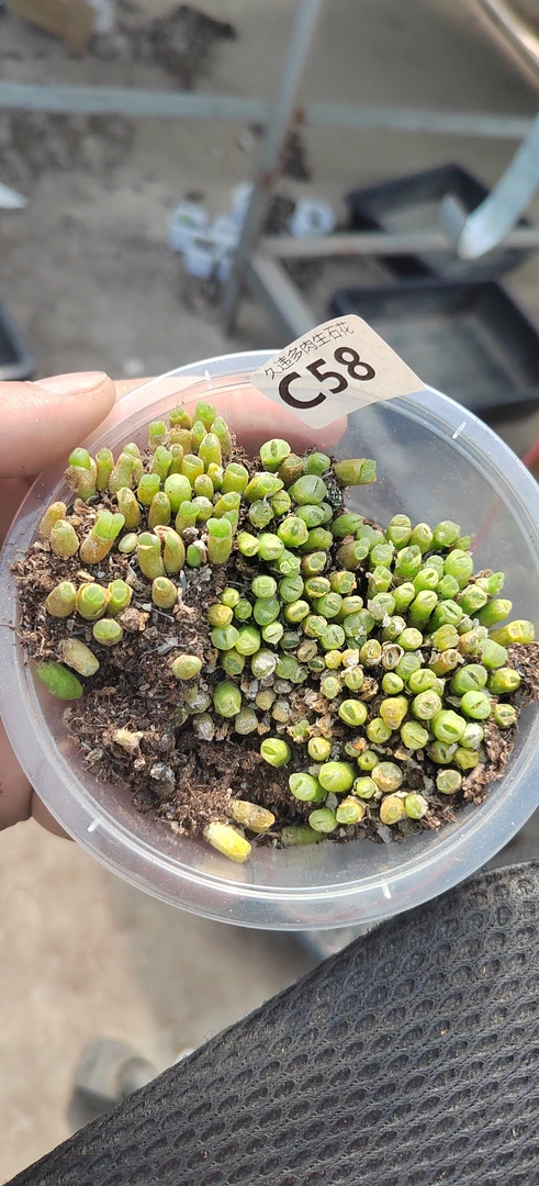 C58号，奶瓶风铃，