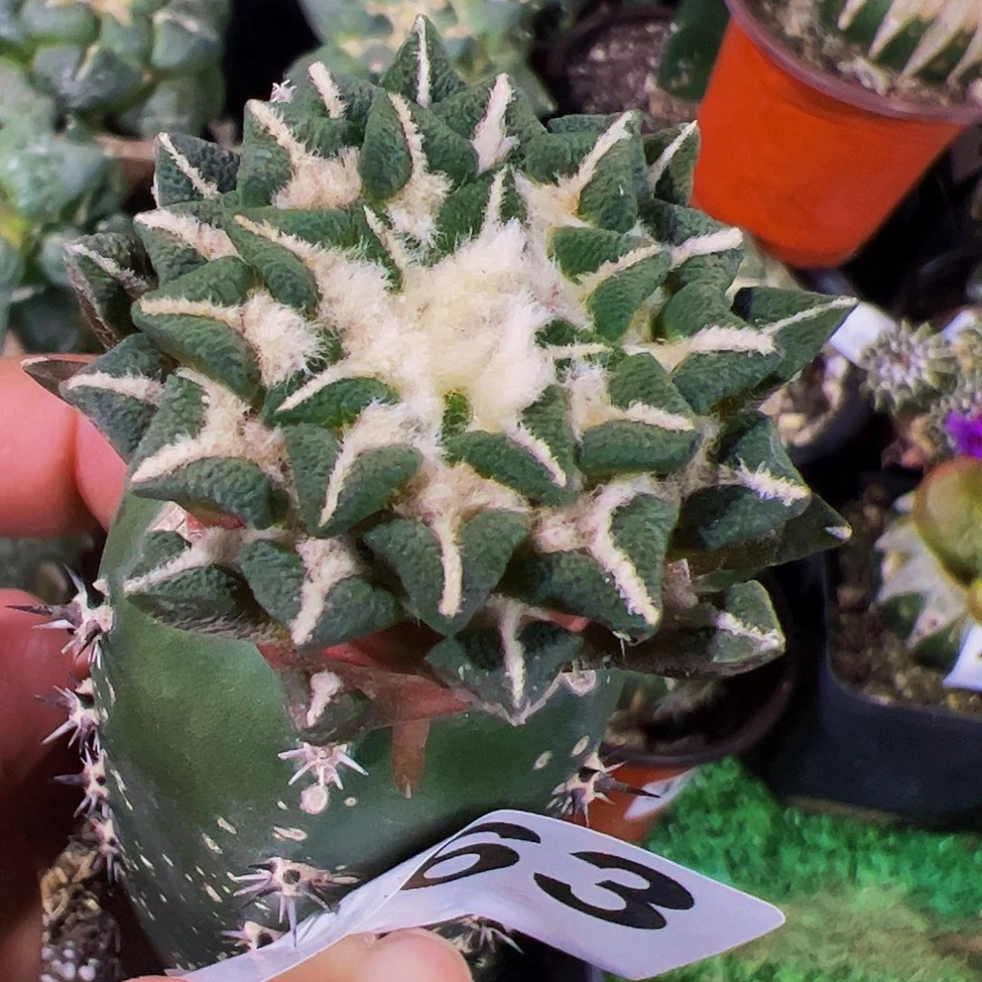 无花朵黑牡丹开花663